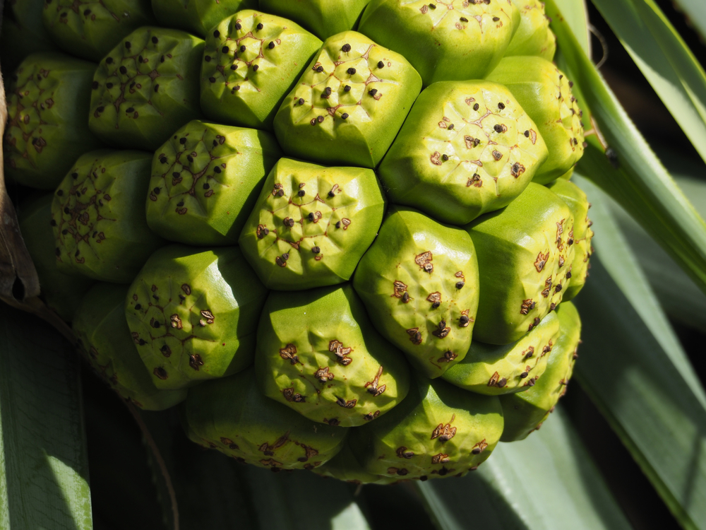 Noni fruit in the Essential Collection