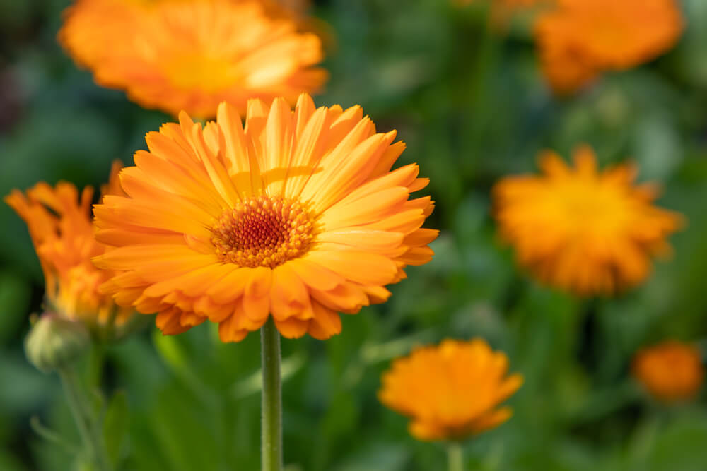 Marigold