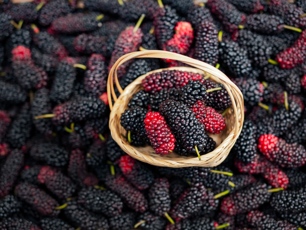 Mulberries