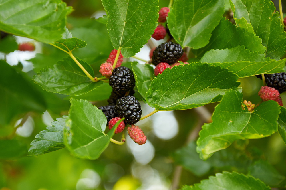 Mulberries