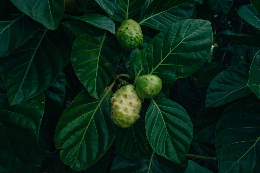 Noni superfood