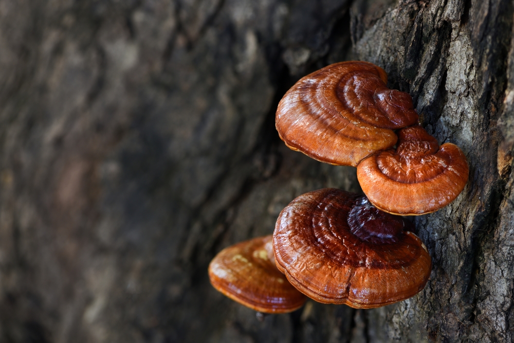 Reishi