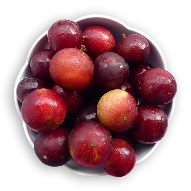 CAMU CAMU CAMU CAMU
